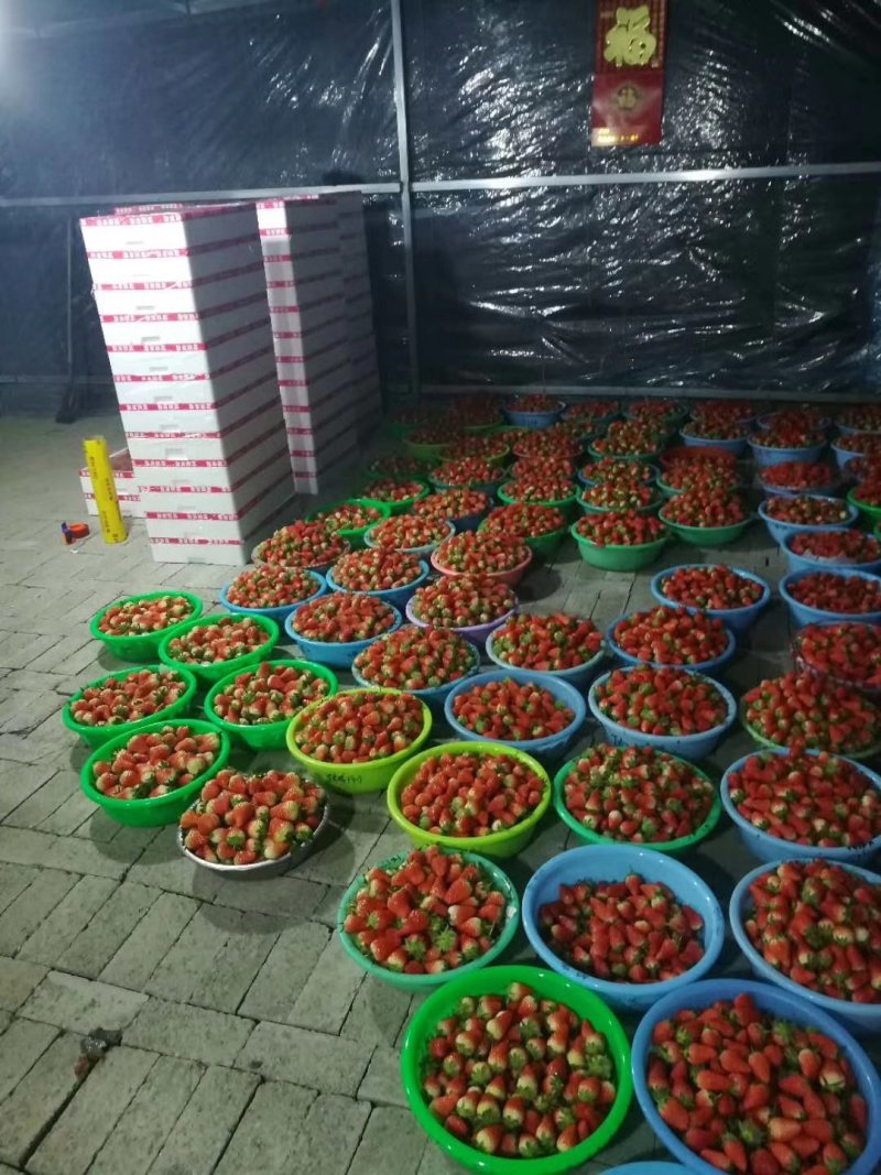 甜宝草莓【万亩草莓种植基地】，整车、零担配车