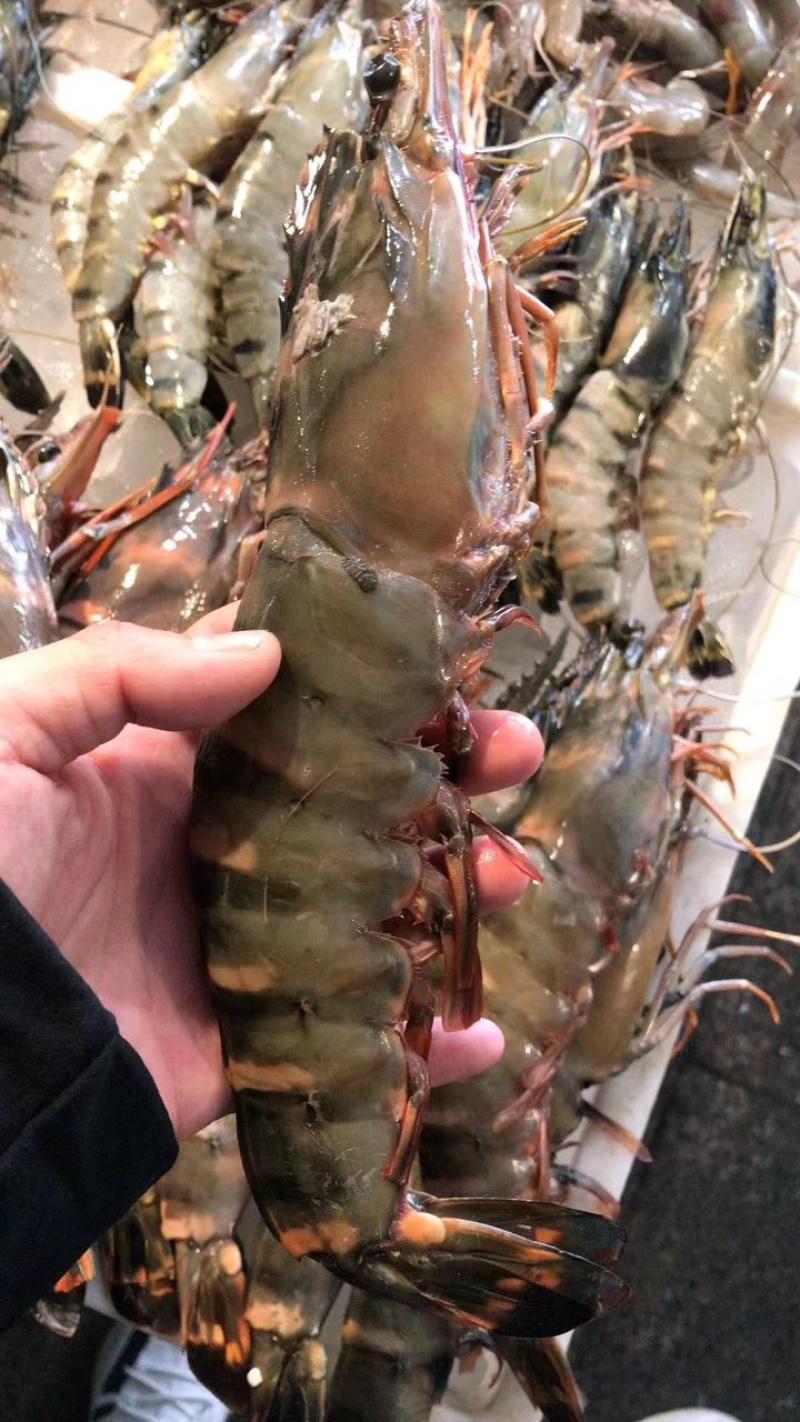 越南加工厂直销野生黑虎虾品质保证