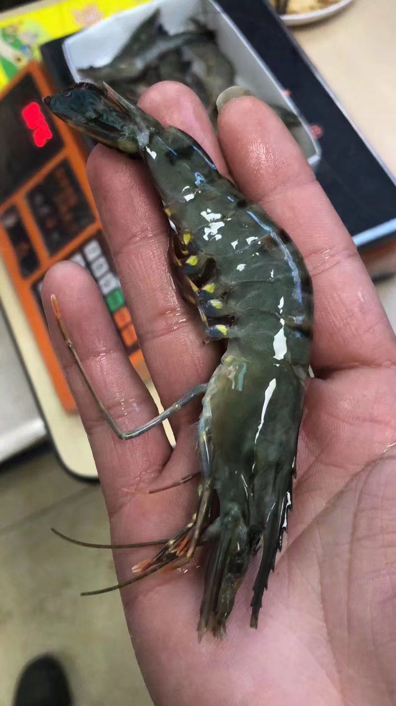 越南加工厂直销野生黑虎虾品质保证
