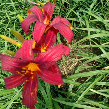 萱草，多年生宿根花卉，适合大面积绿化用