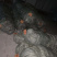 0.3元一棵，榉树小苗，红榉小苗，榉树，基地现挖，自家苗