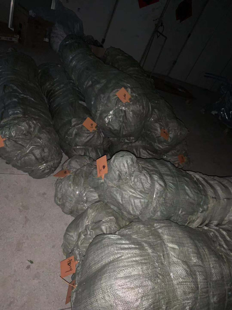 0.3元一棵，榉树小苗，红榉小苗，榉树，基地现挖，自家苗