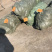 0.3元一棵，榉树小苗，红榉小苗，榉树，基地现挖，自家苗