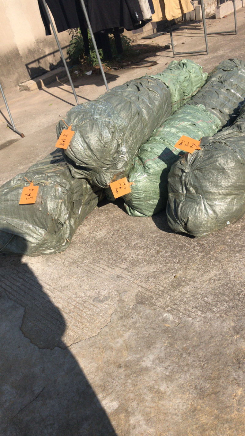 0.3元一棵，榉树小苗，红榉小苗，榉树，基地现挖，自家苗