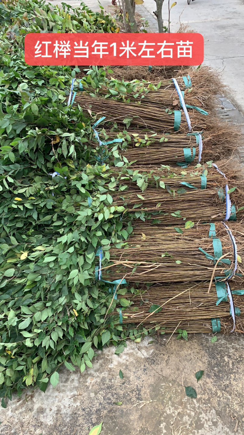0.3元一棵，榉树小苗，红榉小苗，榉树，基地现挖，自家苗