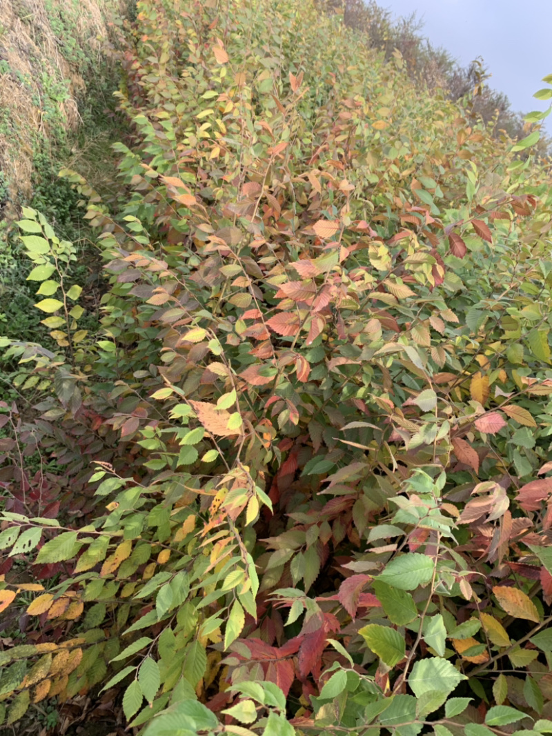 0.3元一棵，榉树小苗，红榉小苗，榉树，基地现挖，自家苗