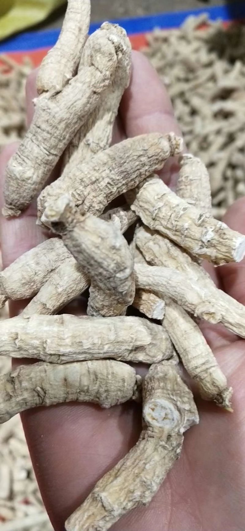 【特别推荐】各种规格长白山精品西洋参粒头（短体）