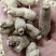 【特别推荐】各种规格长白山精品西洋参粒头（短体）