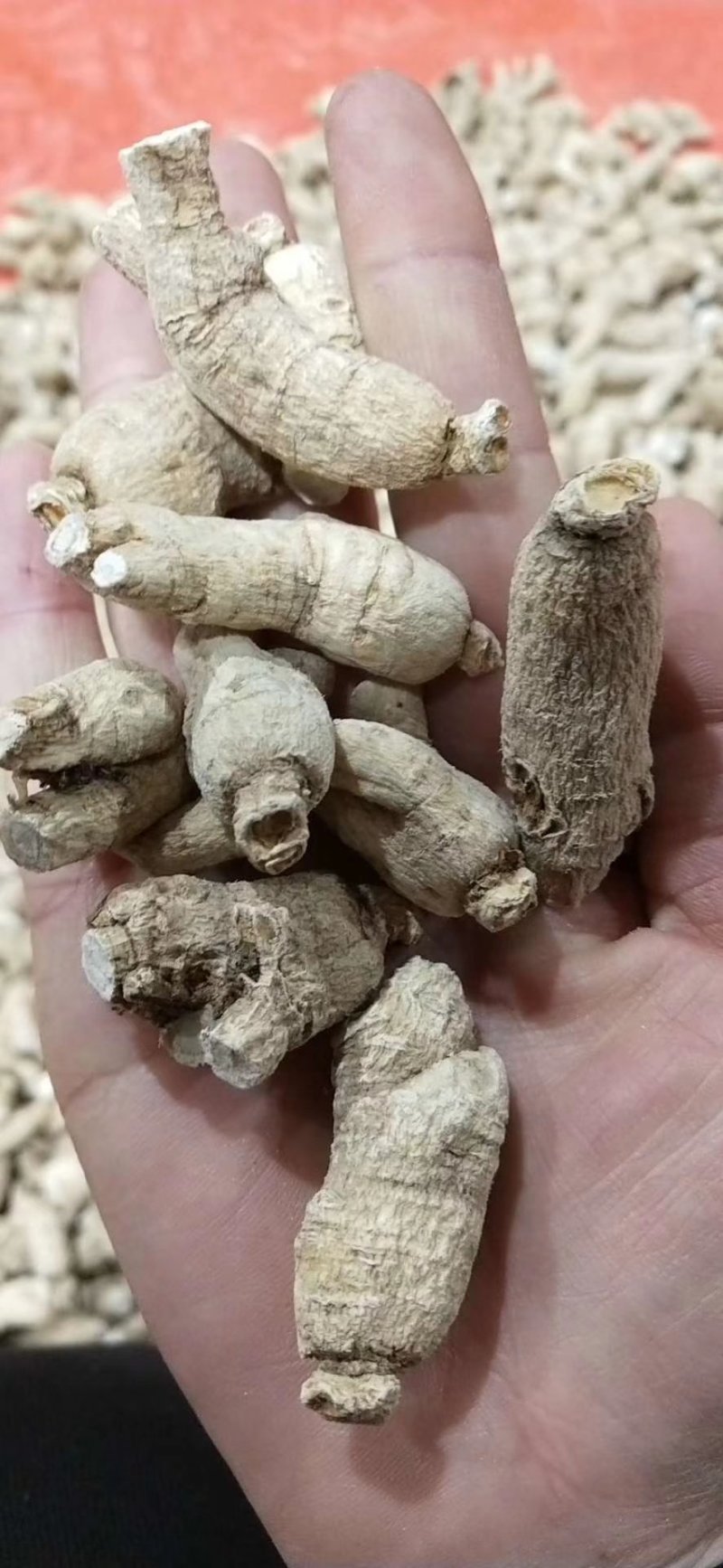 【特别推荐】各种规格长白山精品西洋参粒头（短体）