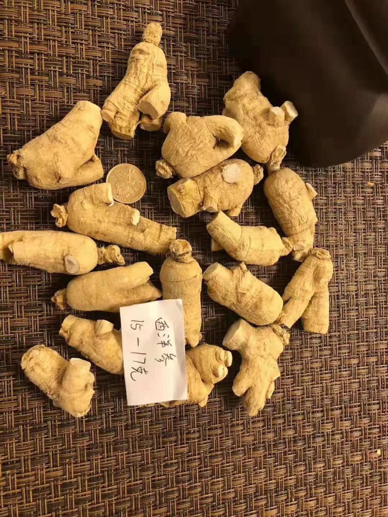 【特别推荐】各种规格长白山精品西洋参粒头（短体）