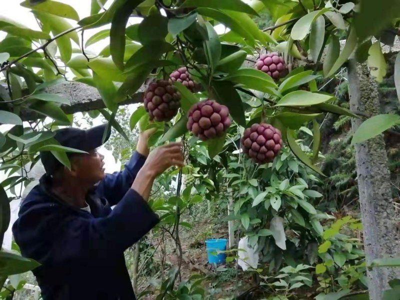 【热卖无籽黑老虎】全国推广10株包邮改良布福娜苗杯苗原土