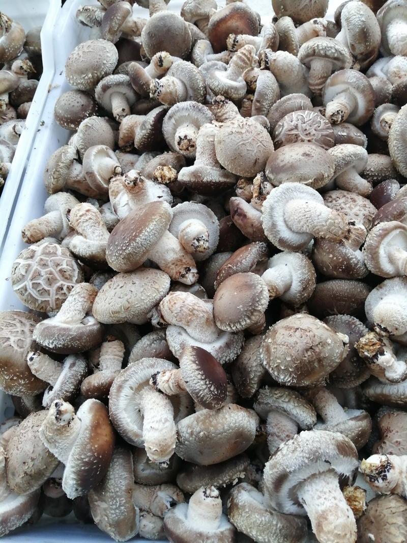 冬菇主产区，现鲜香菇大量上市