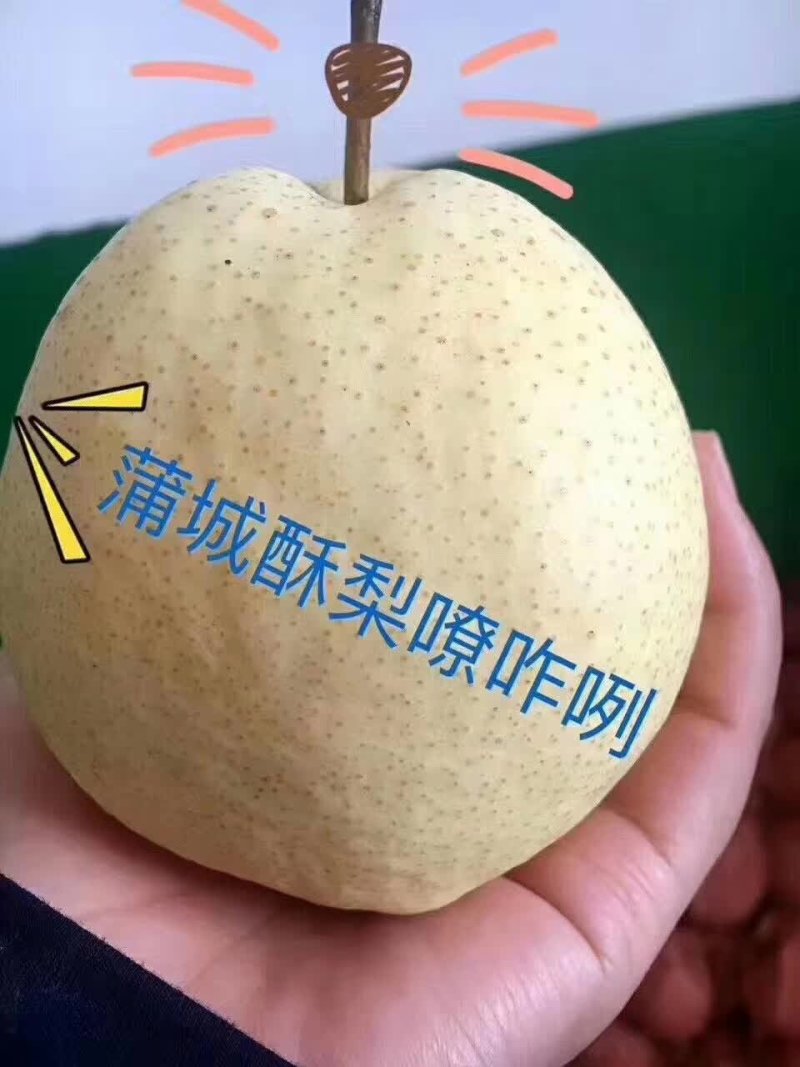 陕西蒲城特产，润肺降火，酥梨