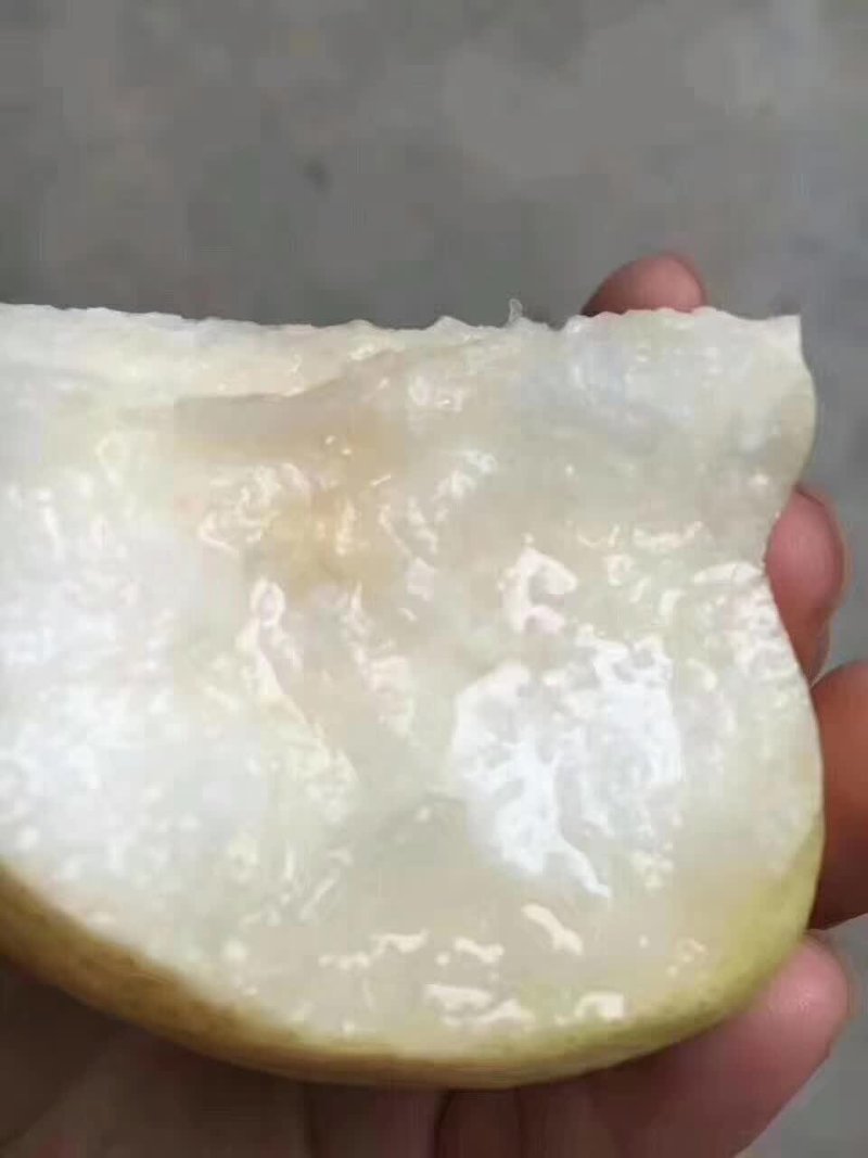 陕西蒲城特产，润肺降火，酥梨