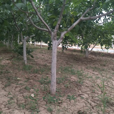 核桃树