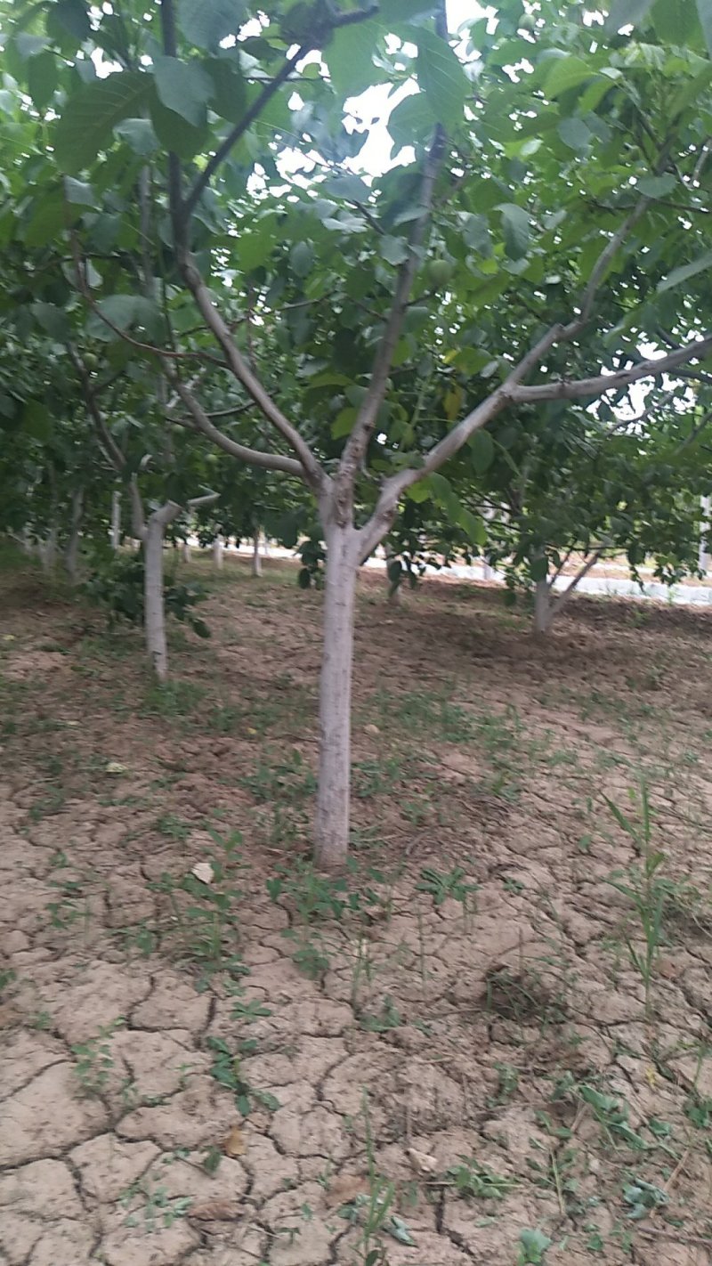 核桃树
