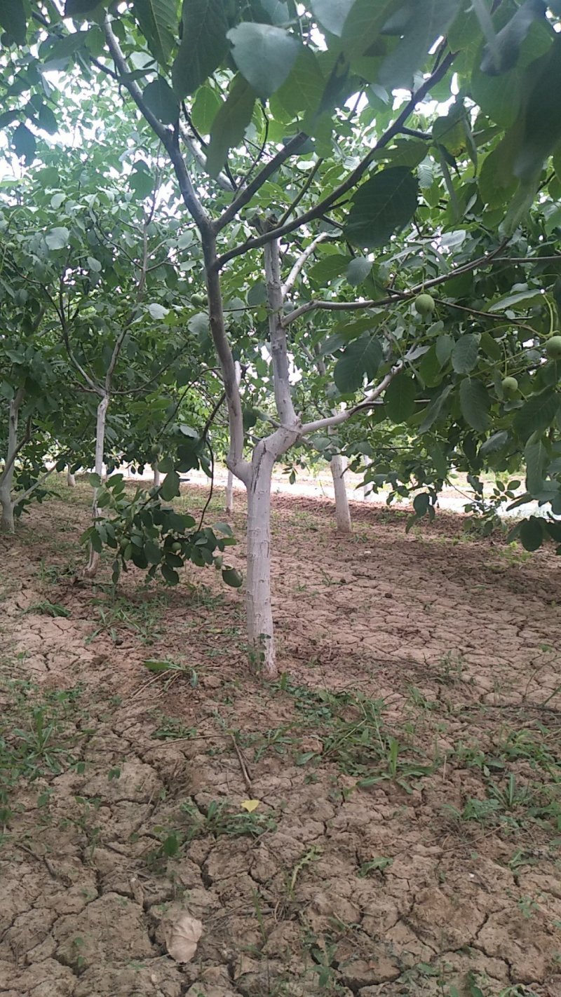 核桃树