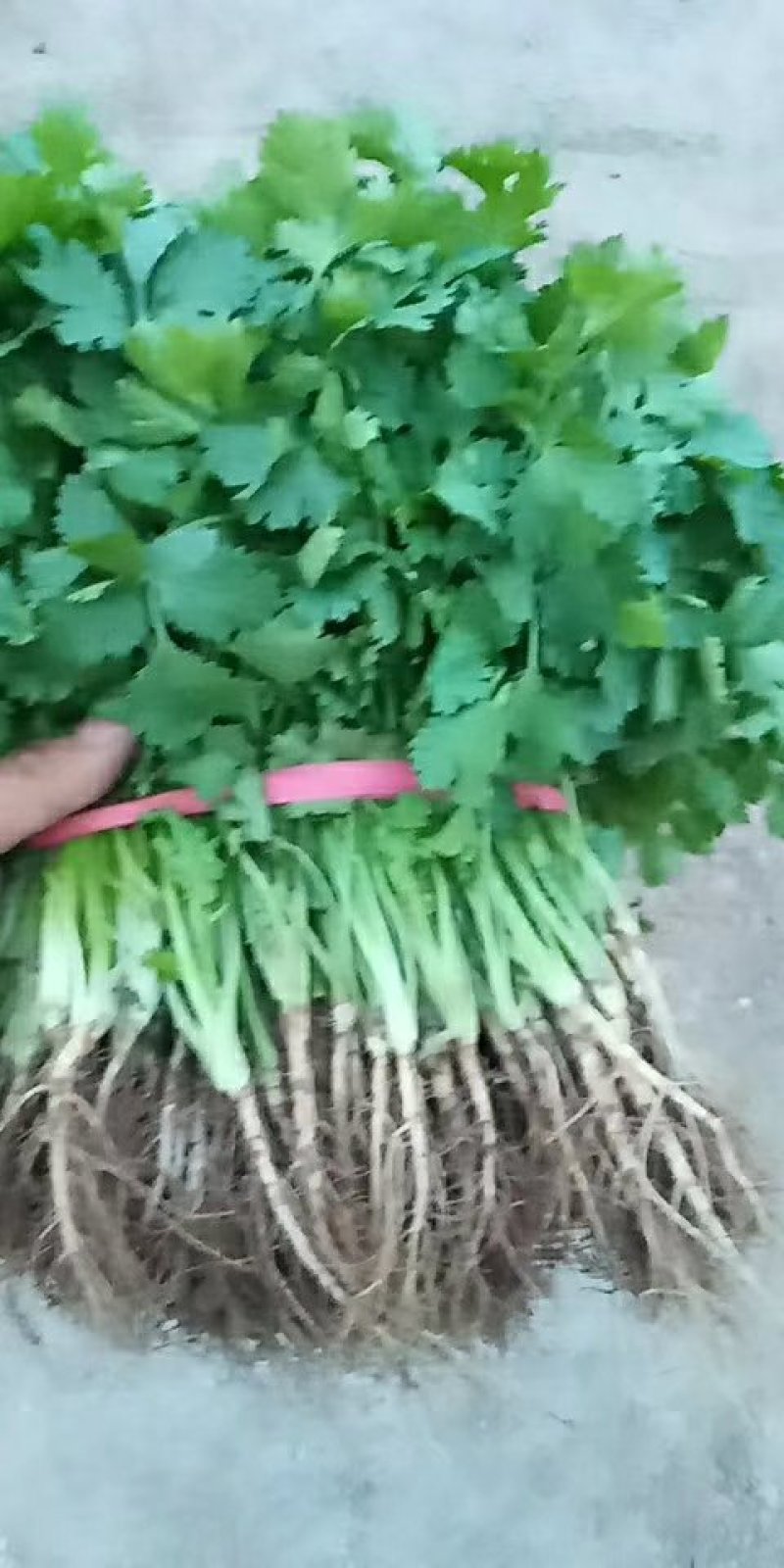 【荐】精品凌海大叶香菜25~28公分无黄叶做工好