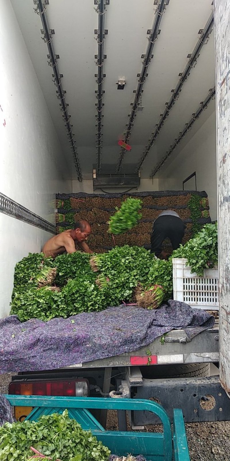【荐】精品凌海大叶香菜25~28公分无黄叶做工好