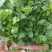 【荐】精品凌海大叶香菜25~28公分无黄叶做工好