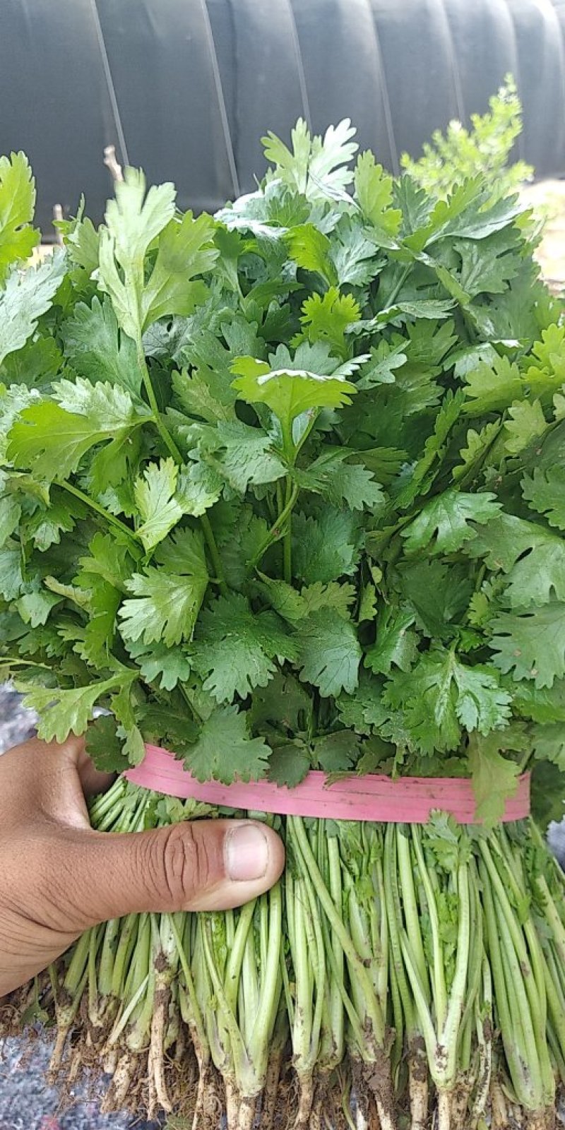 【荐】精品凌海大叶香菜25~28公分无黄叶做工好