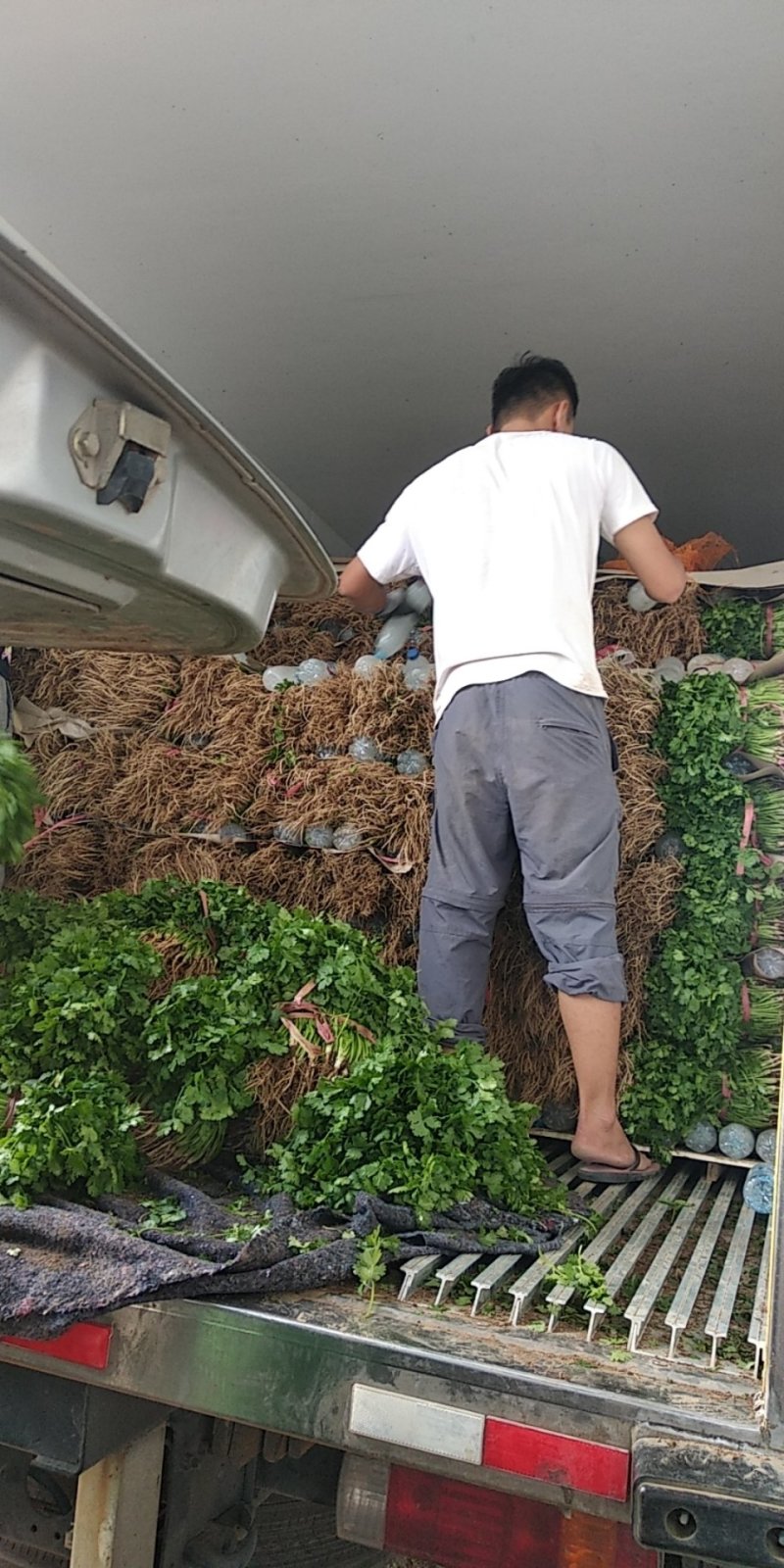 【荐】精品凌海大叶香菜25~28公分无黄叶做工好