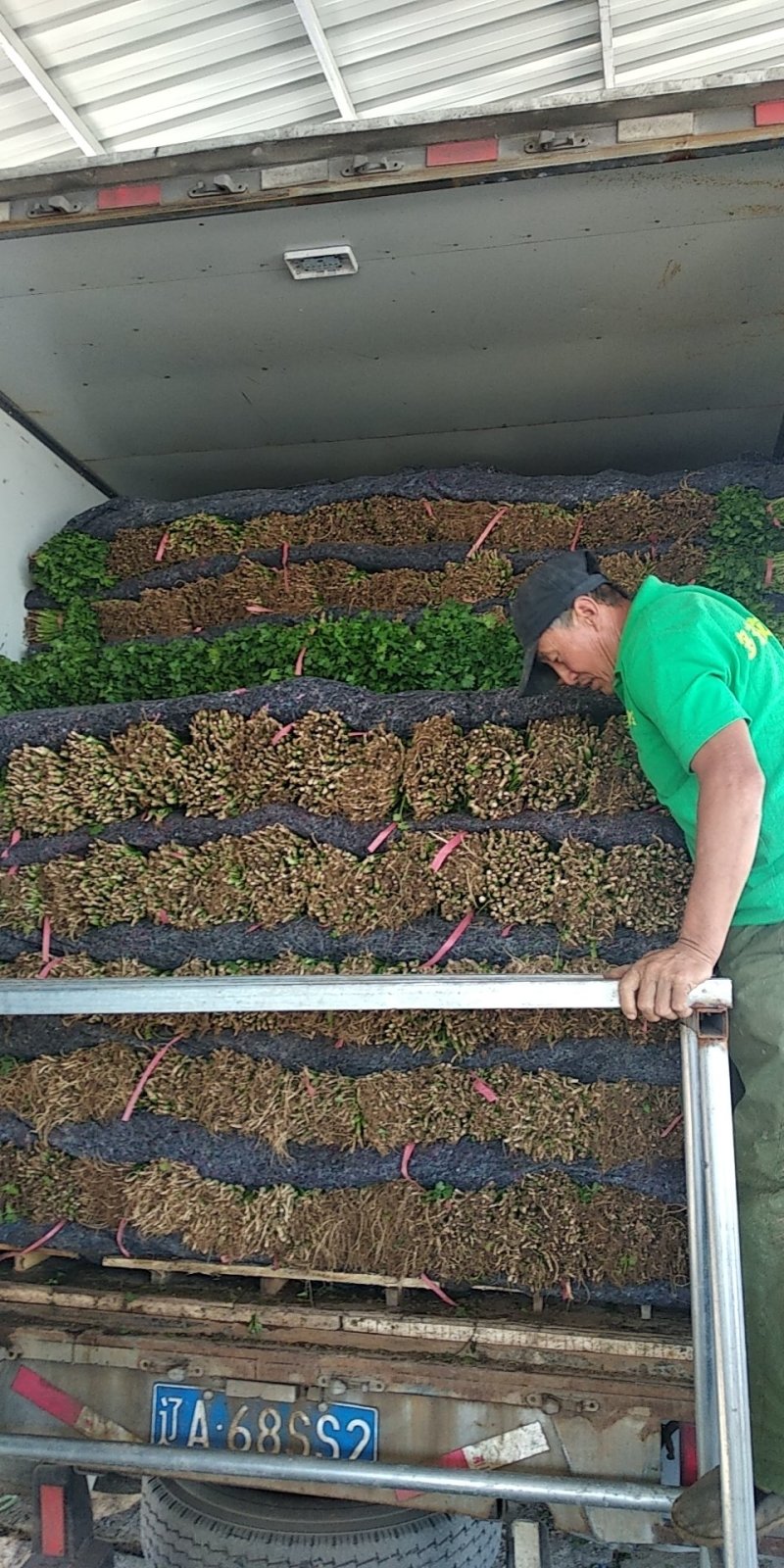 【荐】精品凌海大叶香菜25~28公分无黄叶做工好