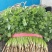 【荐】精品凌海大叶香菜25~28公分无黄叶做工好