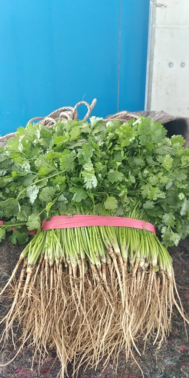 【荐】精品凌海大叶香菜25~28公分无黄叶做工好