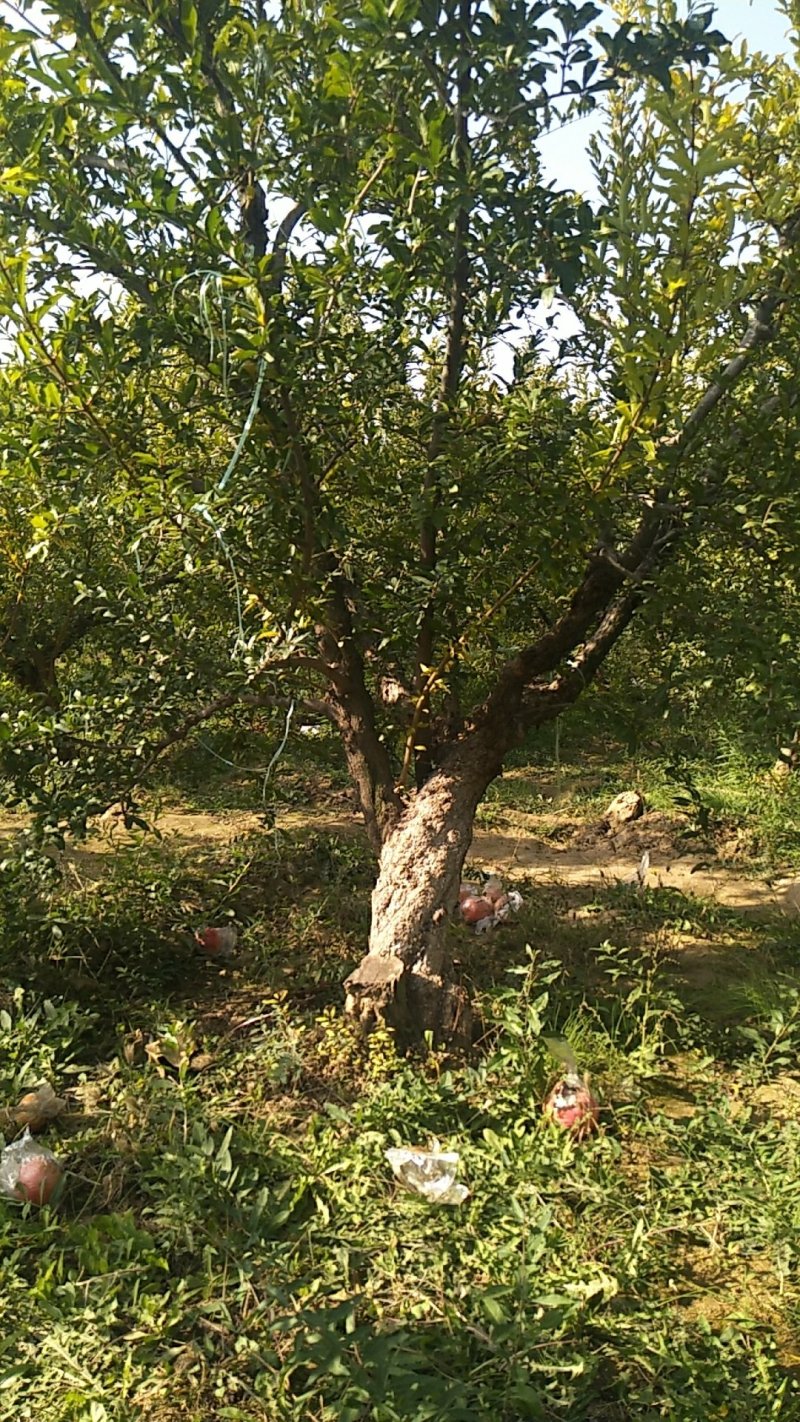 石榴树