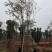 18-60骨架移植朴树苗圃直供批发指树挖树质量保证