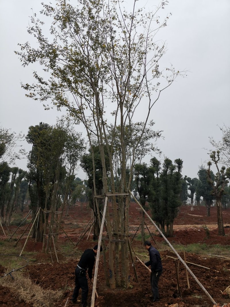 18-60骨架移植朴树苗圃直供批发指树挖树质量保证