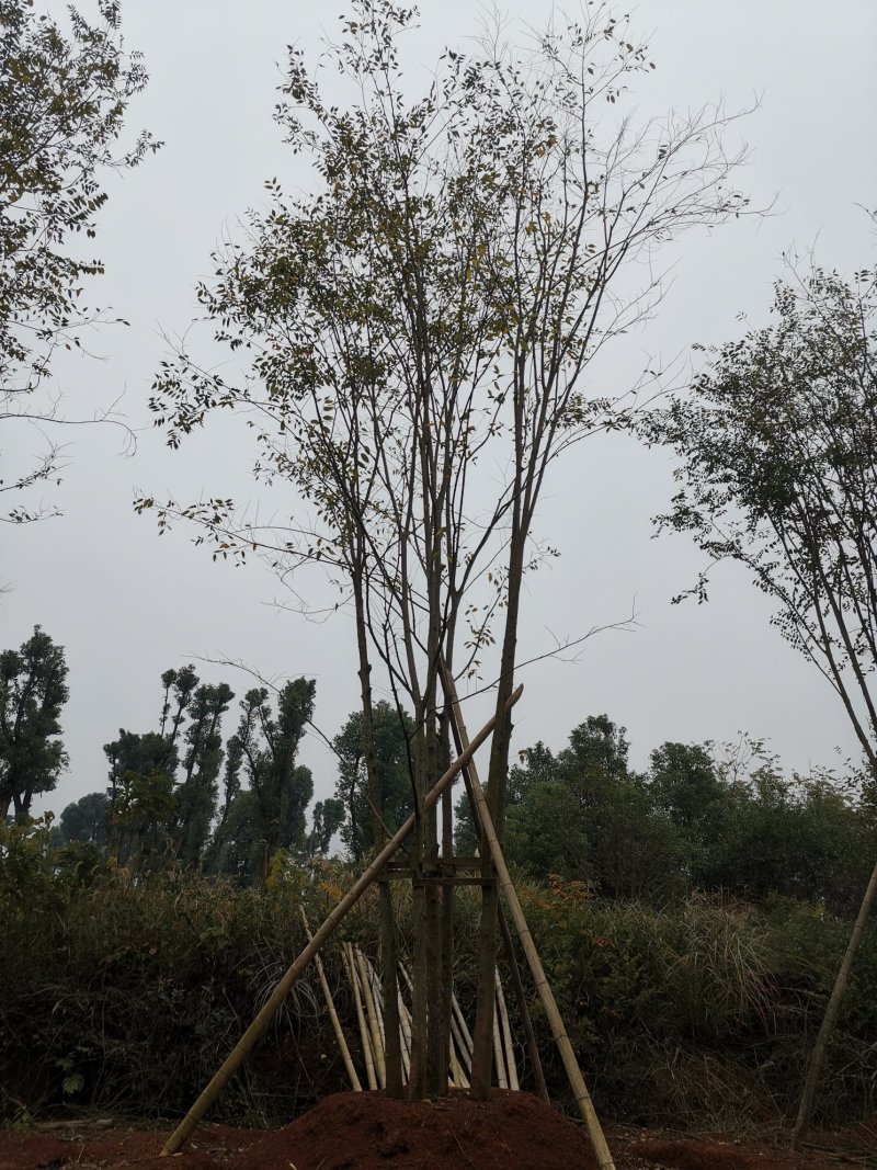 18-60骨架移植朴树苗圃直供批发指树挖树质量保证