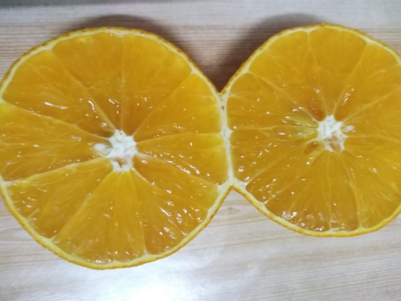 沃柑苗，三十公分高起点。091无核沃柑苗