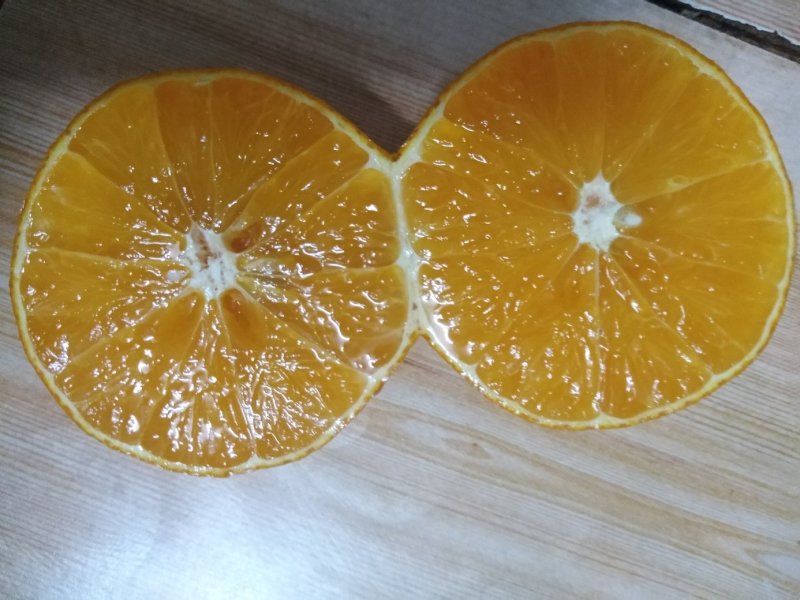 沃柑苗，三十公分高起点。091无核沃柑苗