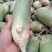 青萝卜大量上市，质量好价格低，上货量大无裂的，无太小的
