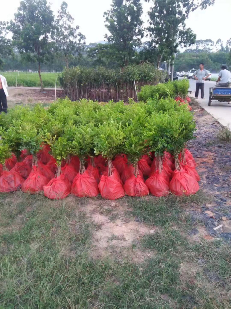 九里香树苗盆栽地栽四季常绿驱蚊绿植花卉小苗工程绿化袋苗