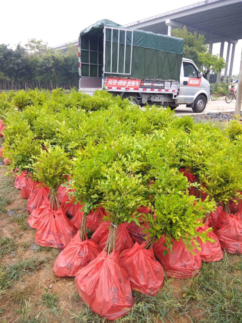 九里香树苗盆栽地栽四季常绿驱蚊绿植花卉小苗工程绿化袋苗