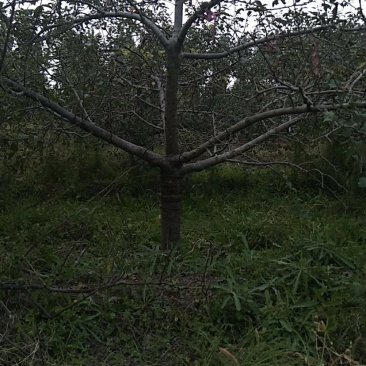 苹果树