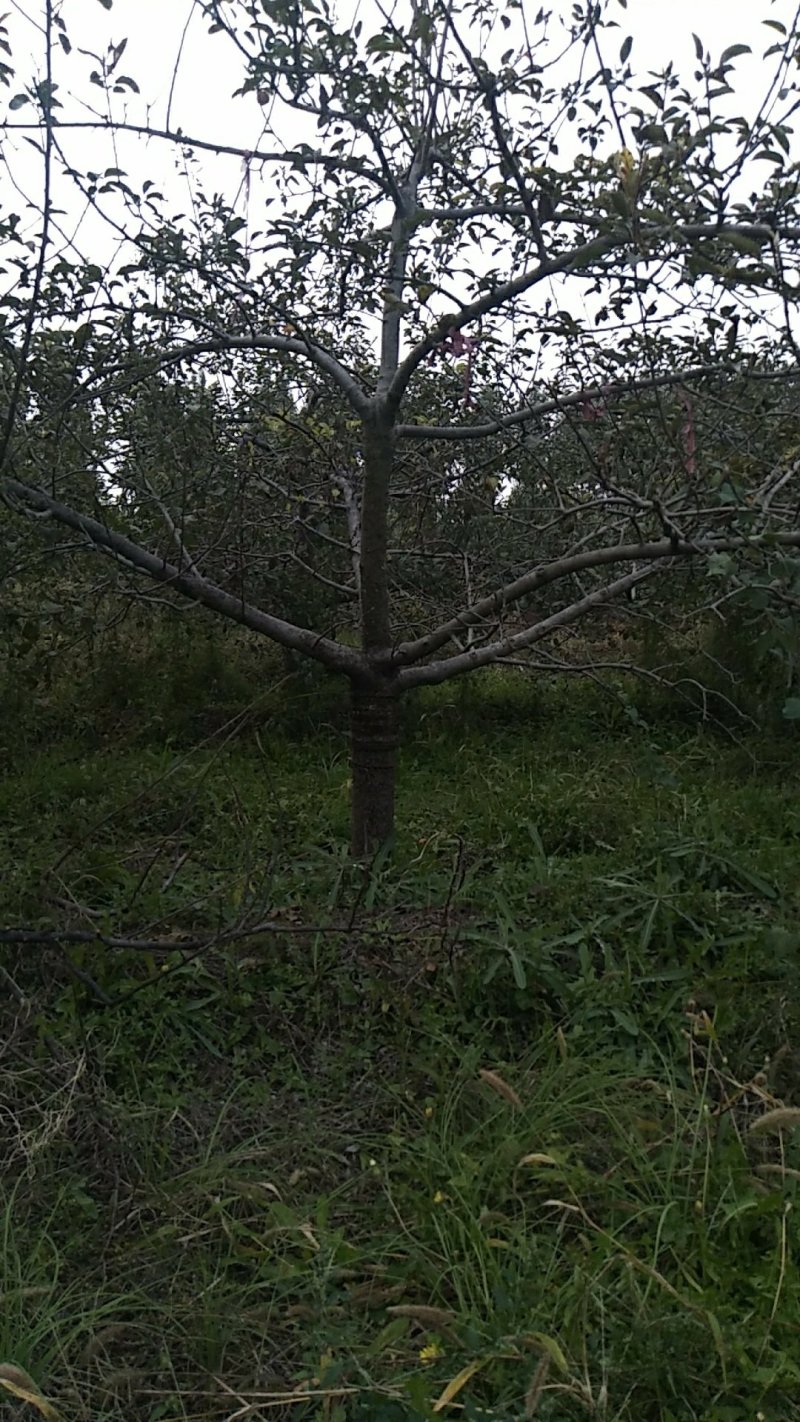 苹果树