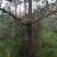 苹果树