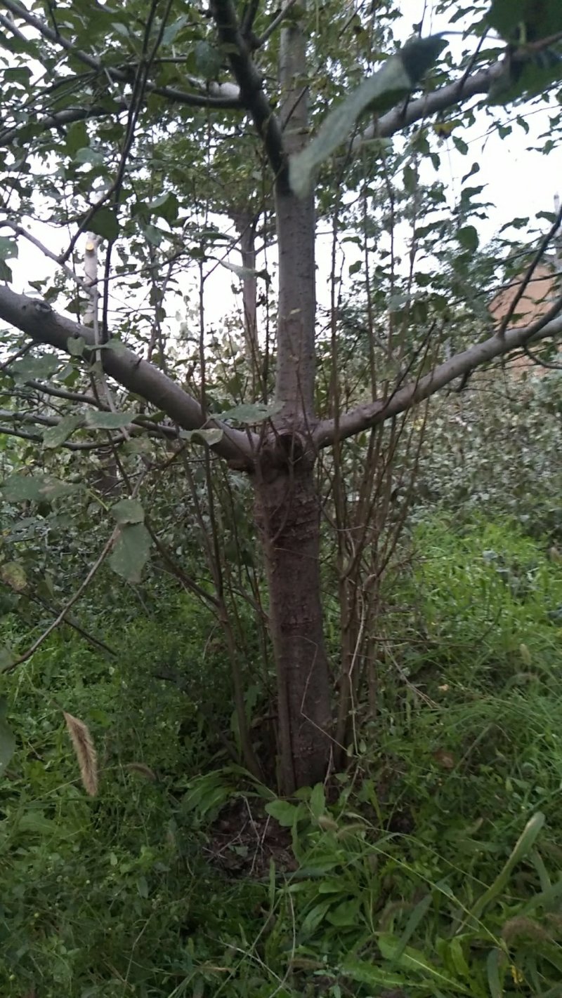 苹果树