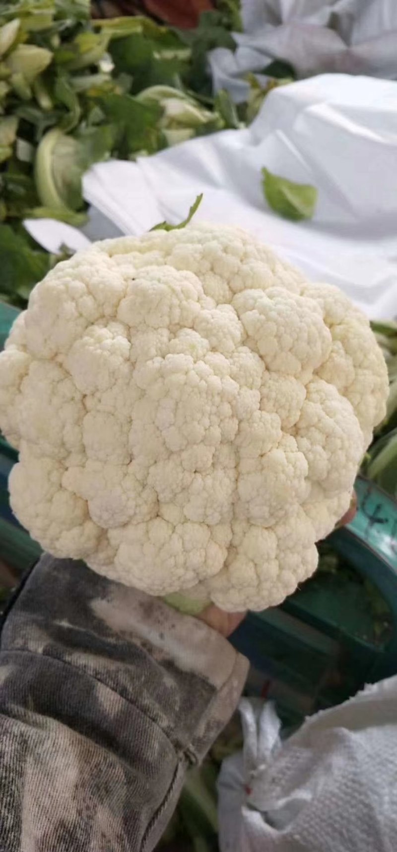 精品菜花2斤适中乳白一年四季，大量供应