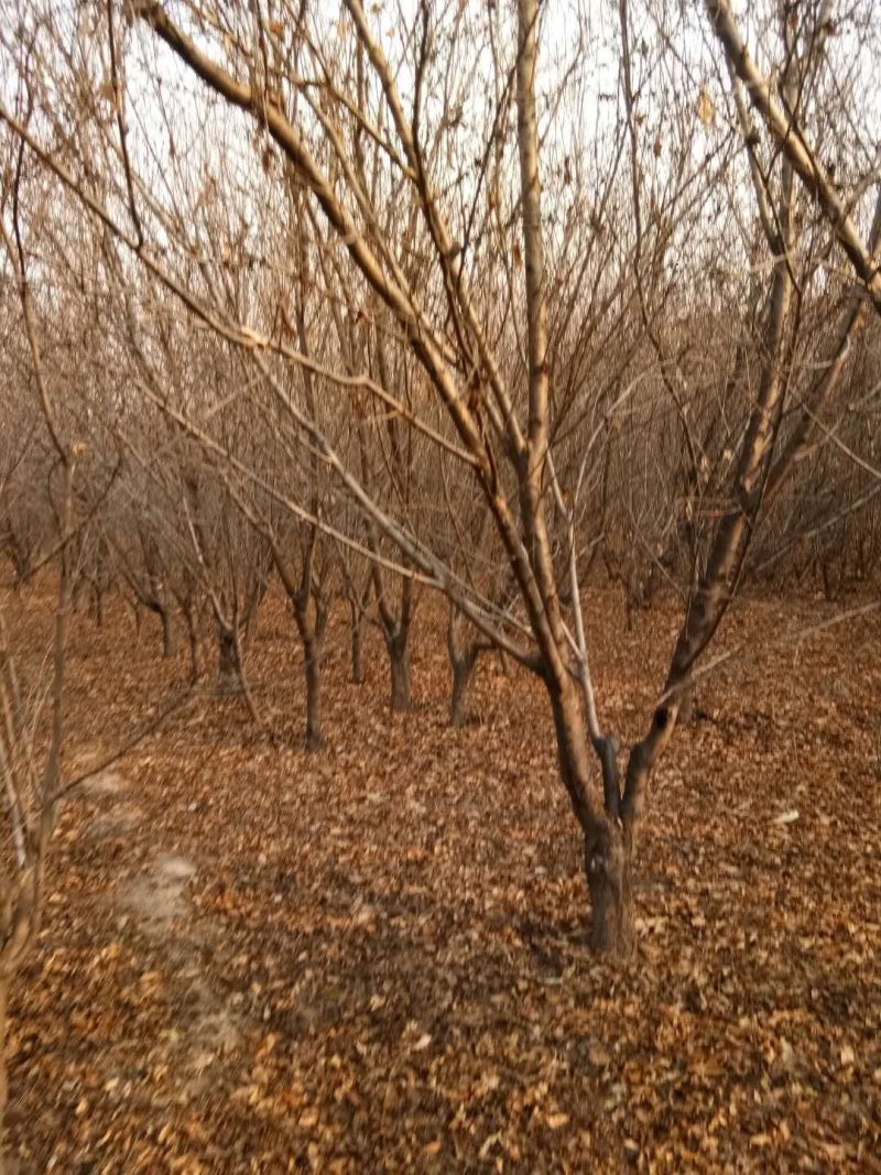 大量供应各种规格的占地桃树苗