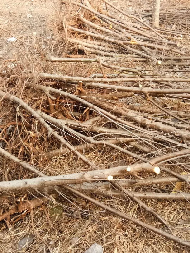 大量供应各种规格的占地桃树苗