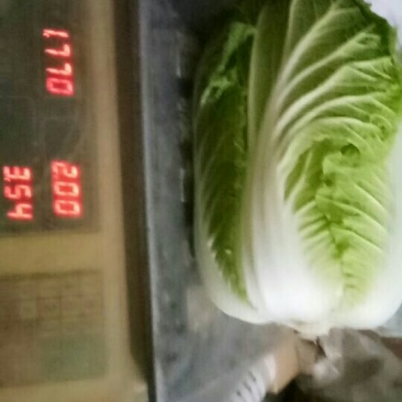 黄心大白菜