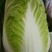 黄心大白菜
