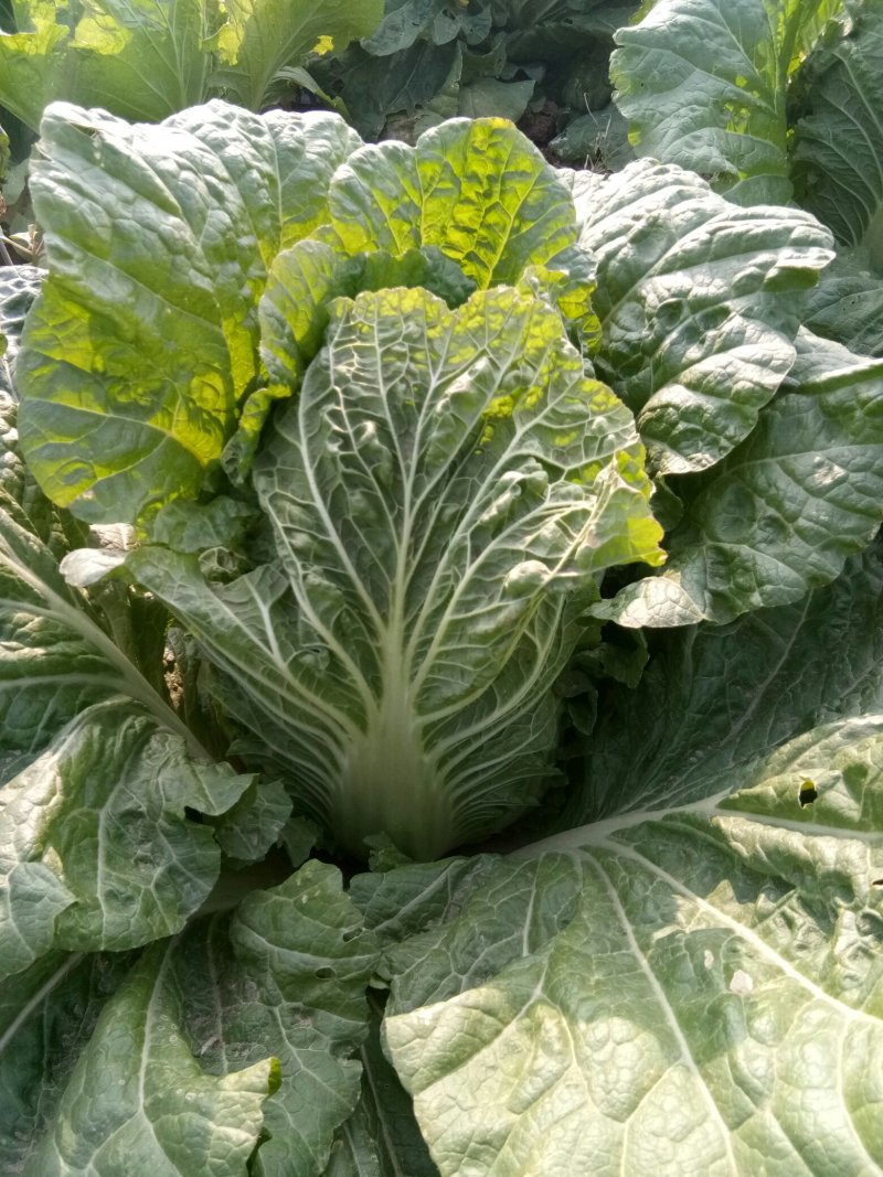 黄心大白菜