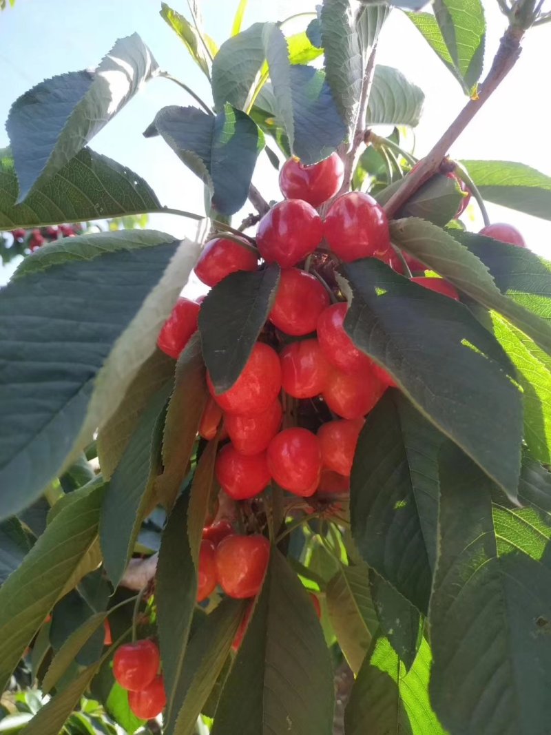 樱桃苗矮化樱桃苗种植哪里多，旺运苗木品种全