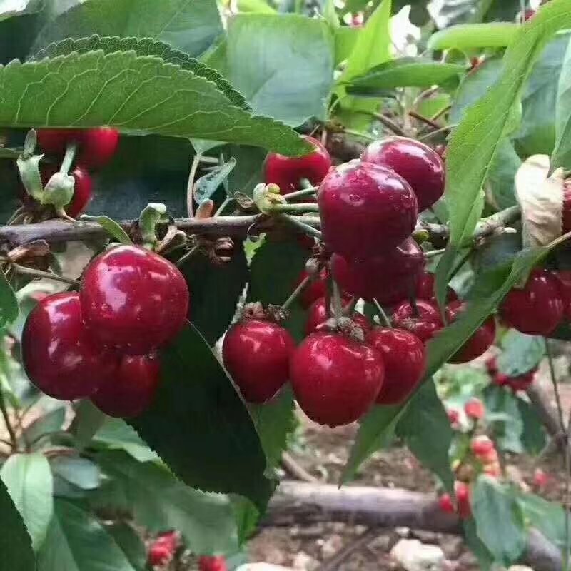 樱桃苗矮化樱桃苗种植哪里多，旺运苗木品种全
